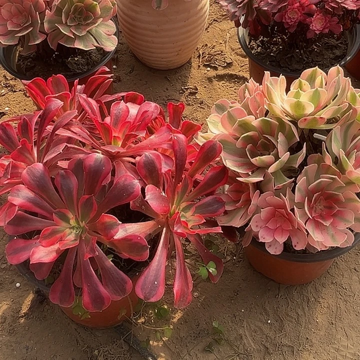 大颗美杜莎➕粉女巫组合合脱土发货