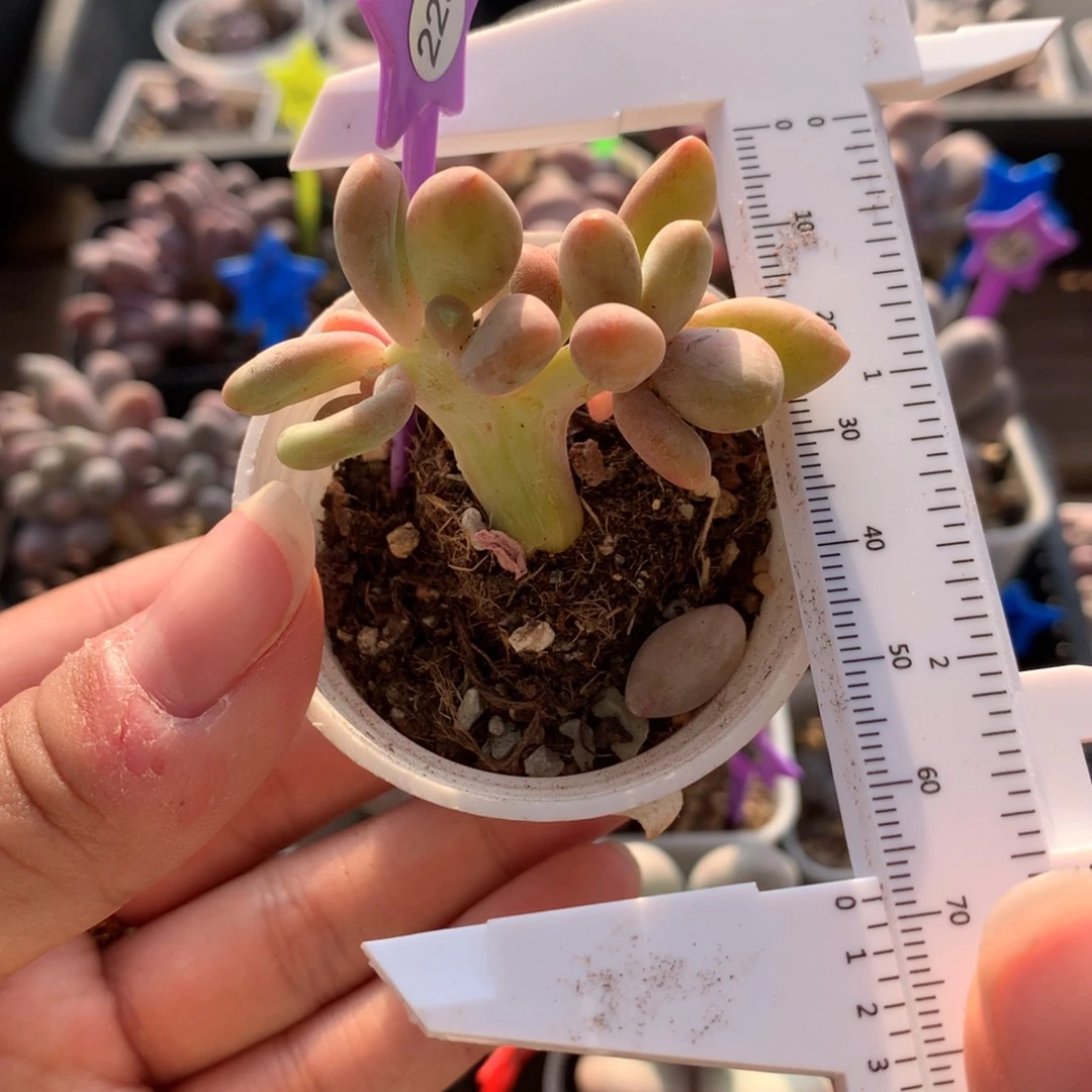 带板子芒果奶多肉植物