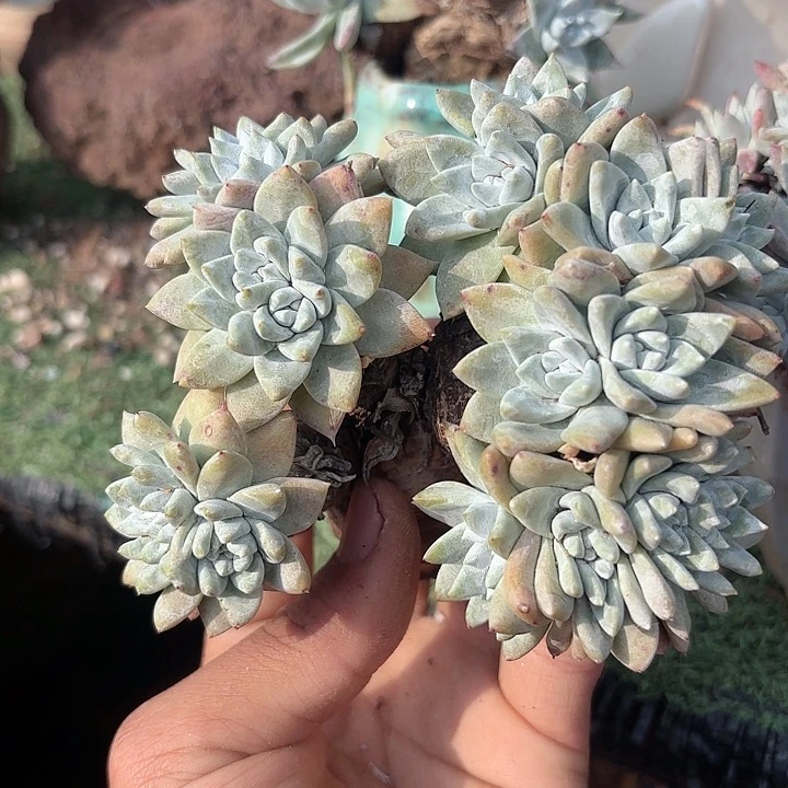 琦*仙女杯多肉植物