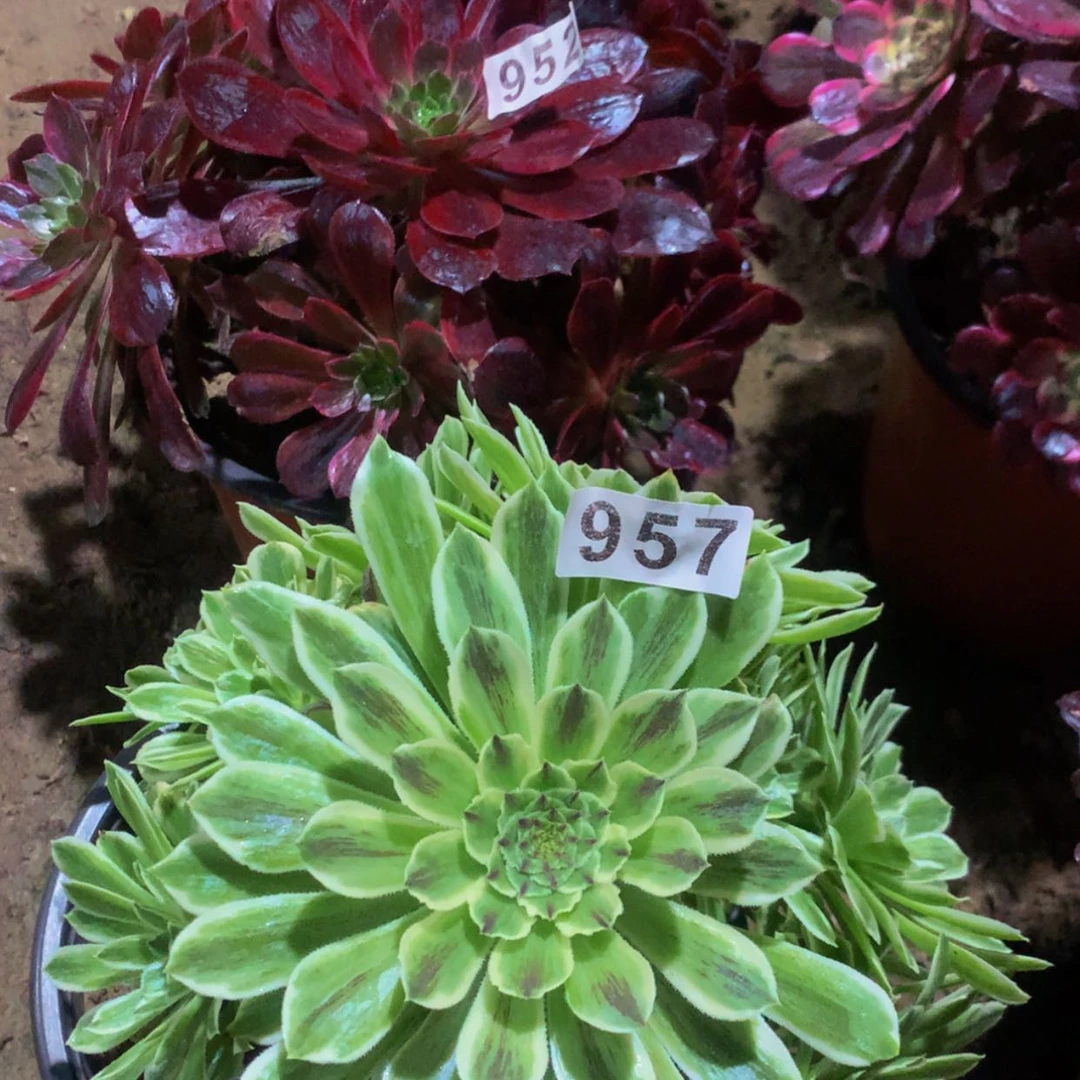 【闪购商品】957952碧浪赤霞飞多肉