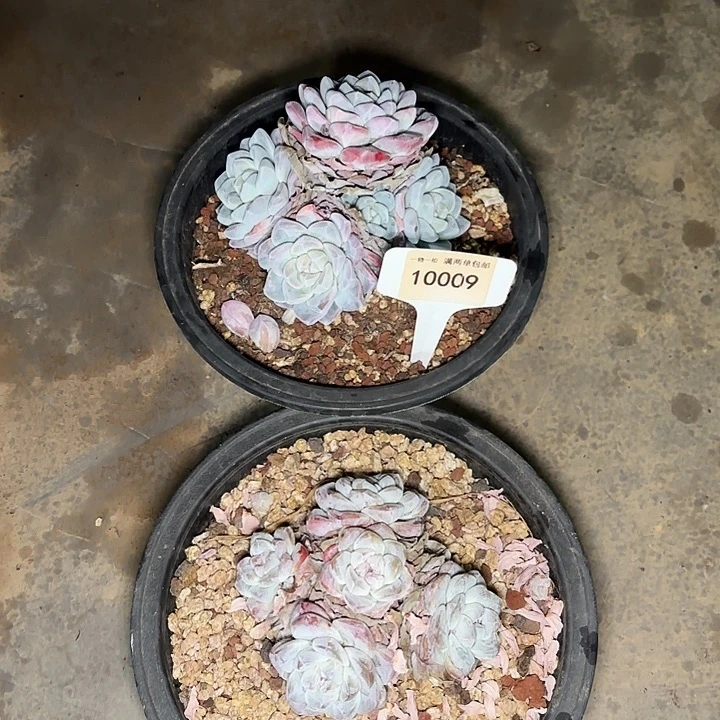 芭****比冰玉两颗10009一物一拍