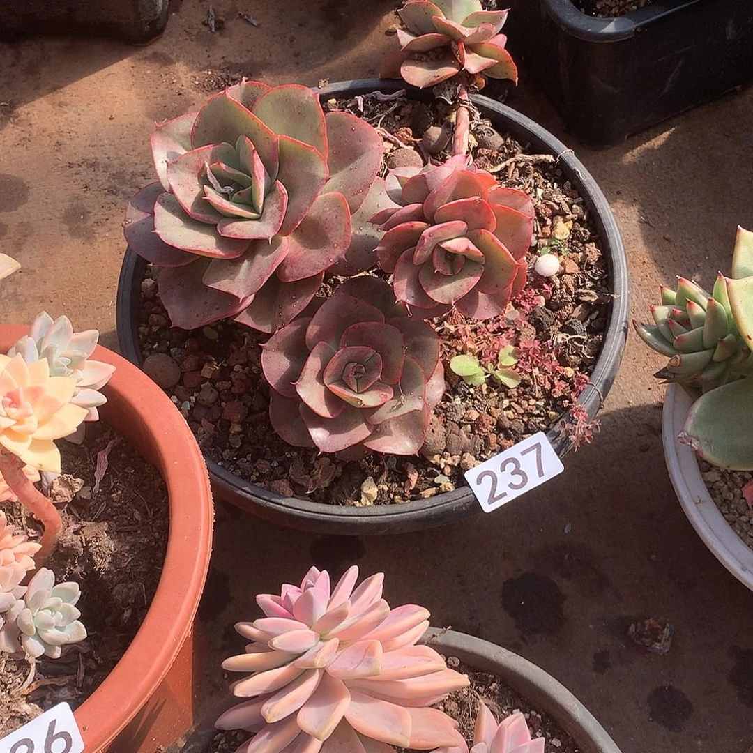 237 一物一拍多肉