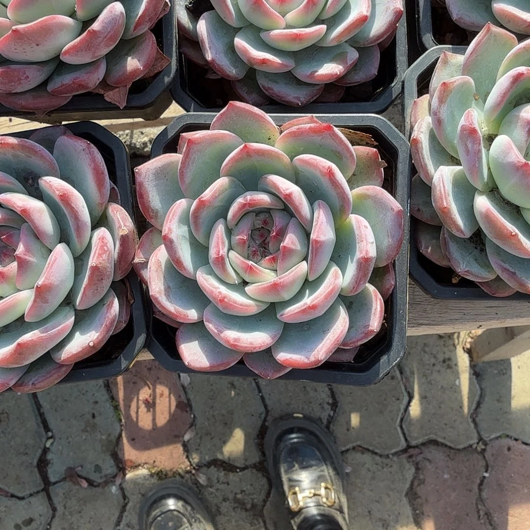 红鸾多肉植物精品