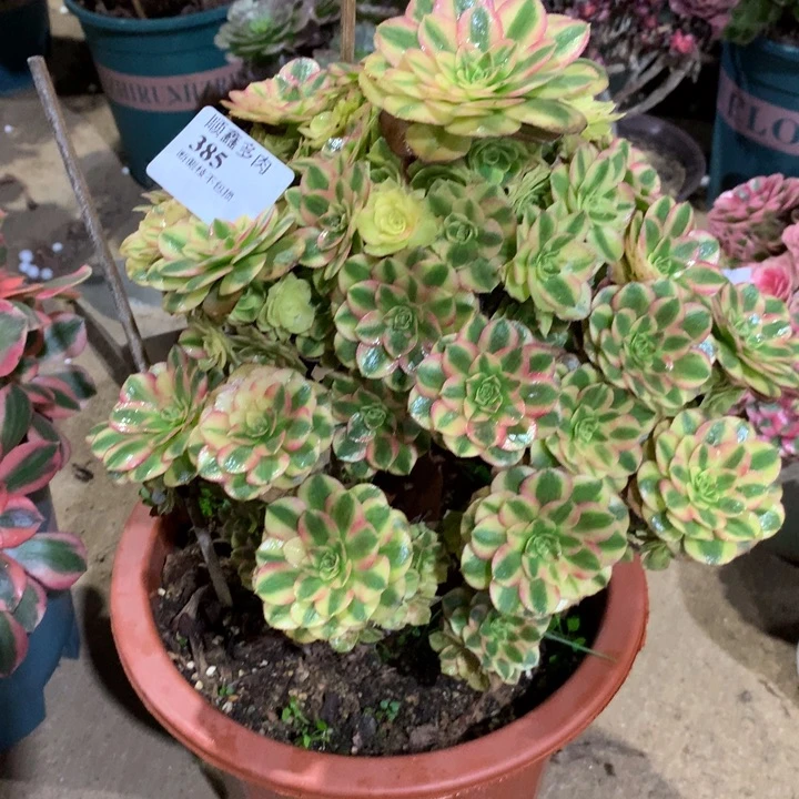 385雨荷多肉植物特价