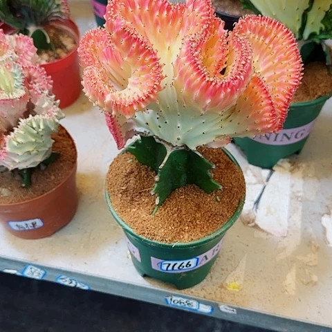 一物一拍金粉麒麟