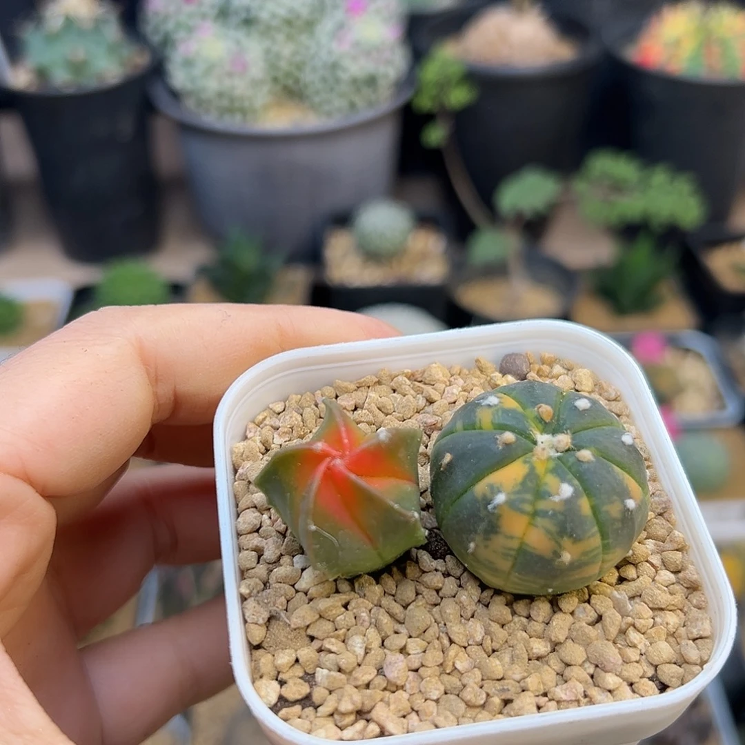 兜锦.+红叶鸾凤玉锦