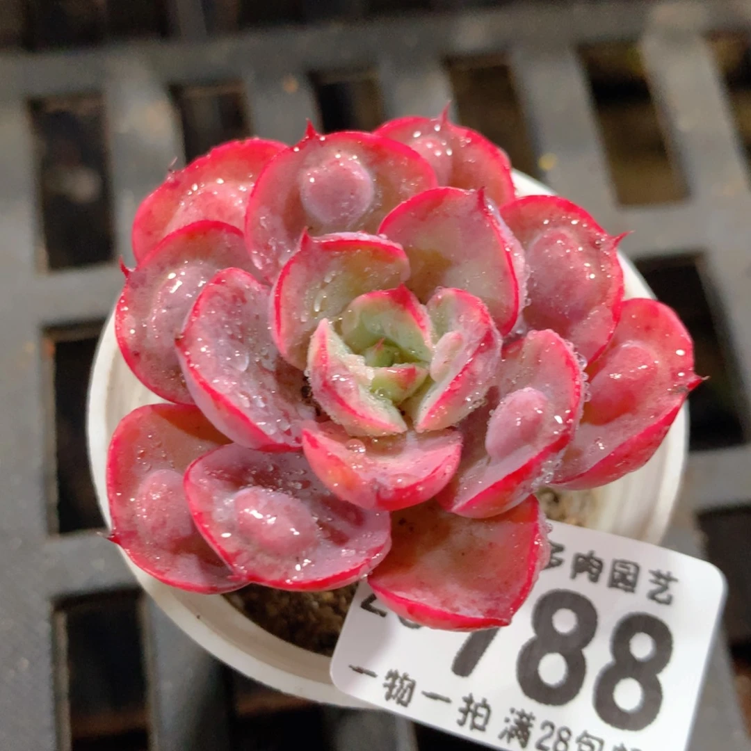 5CM拇指盆精控多肉ZO788