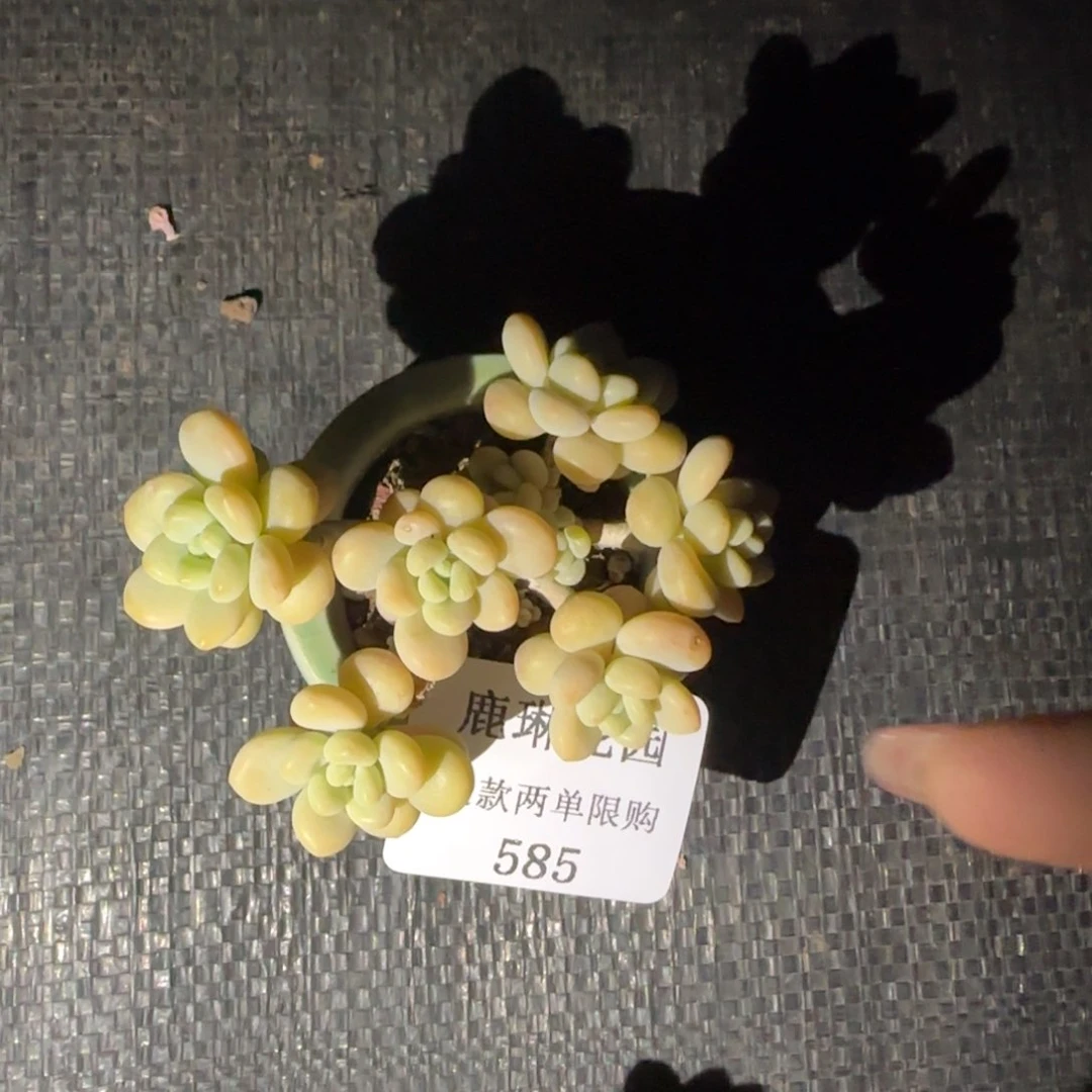 闪购精品多肉585号