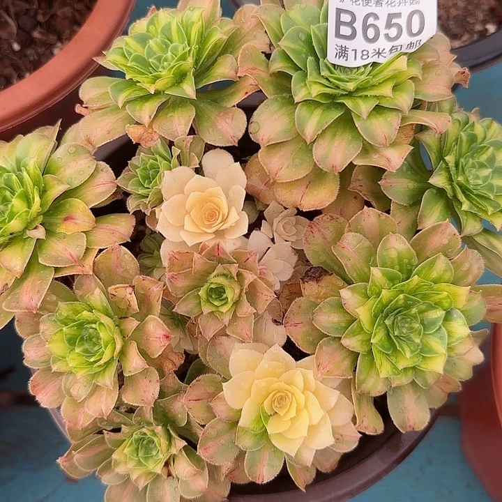 多肉法师五彩琉璃