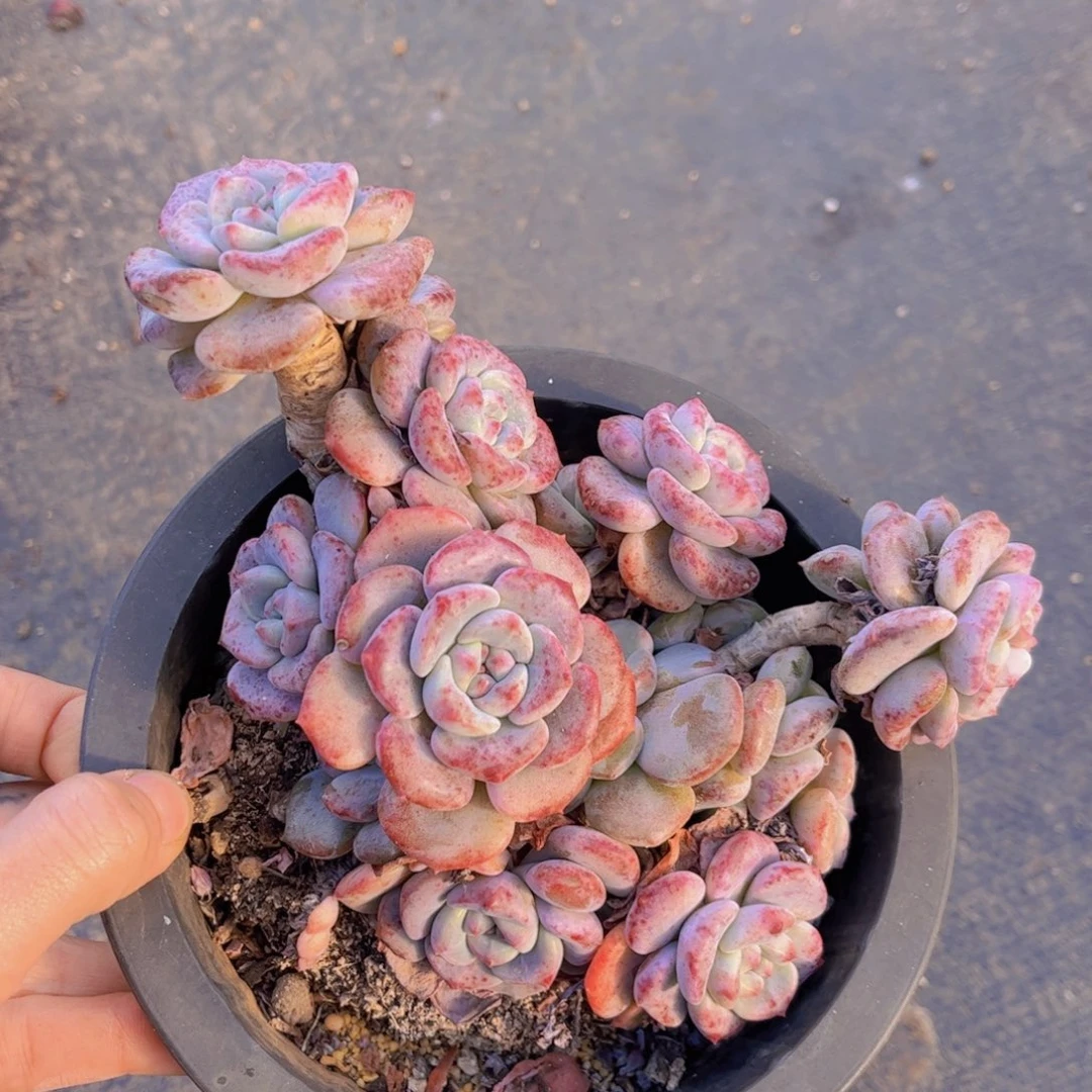 特价老桩杂交SP多头