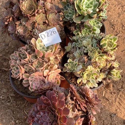 226五颗法师多肉植物