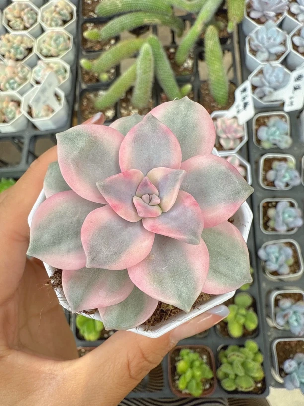 精品 紫乐锦多肉植物