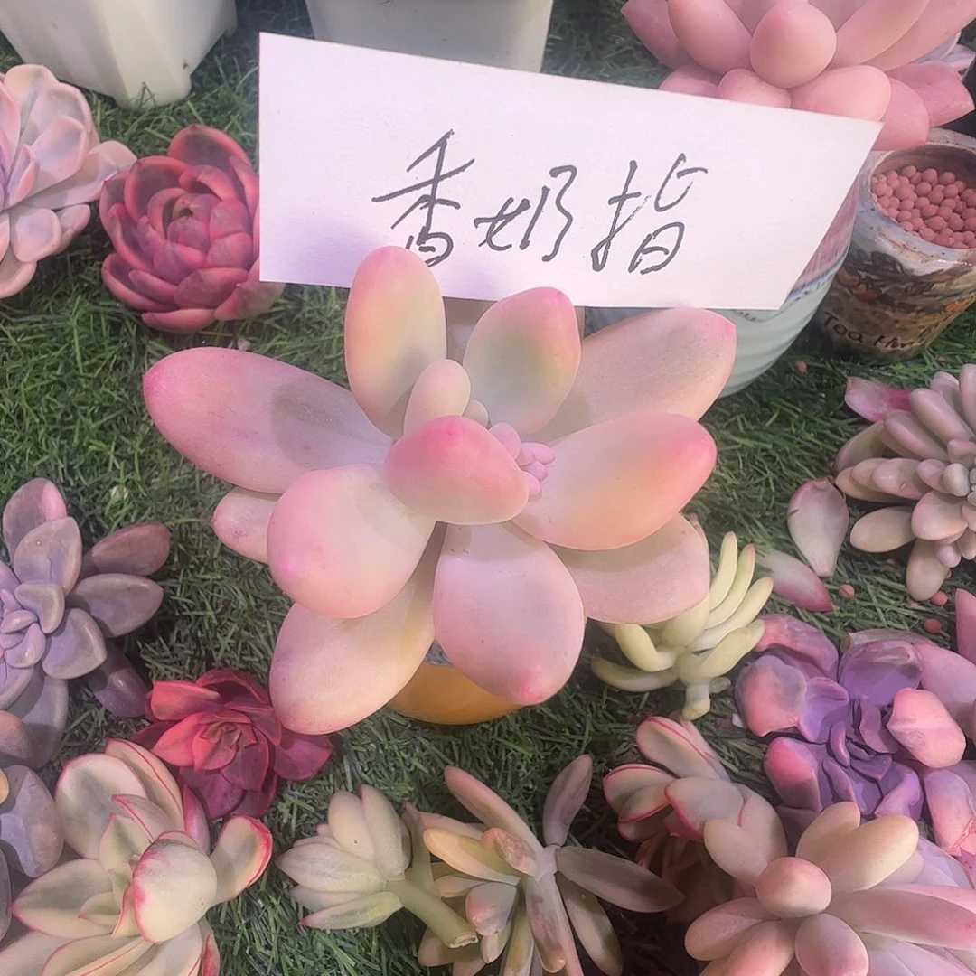 多肉植物多肉植物