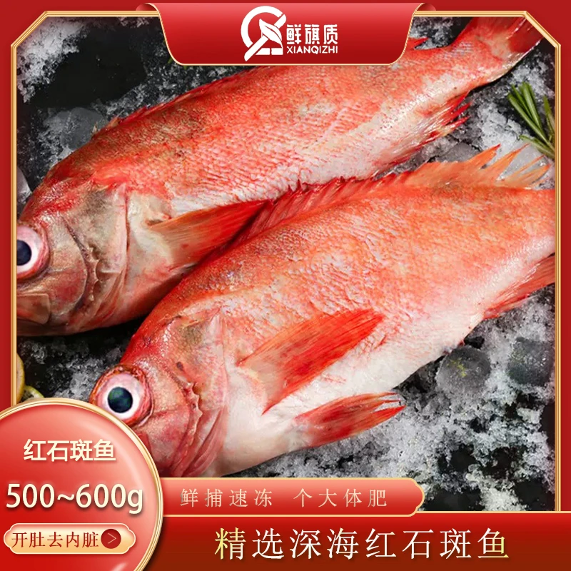 拍1发3新鲜红石斑鱼500g~600g*3条鲜活捕捞冷冻去内脏深海鱼清蒸