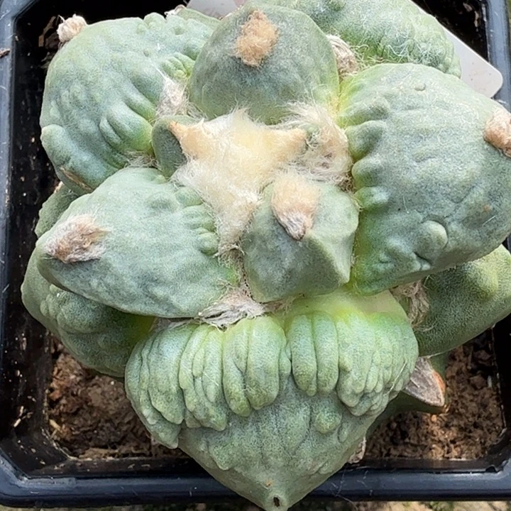 无花朵大尤怒涛193