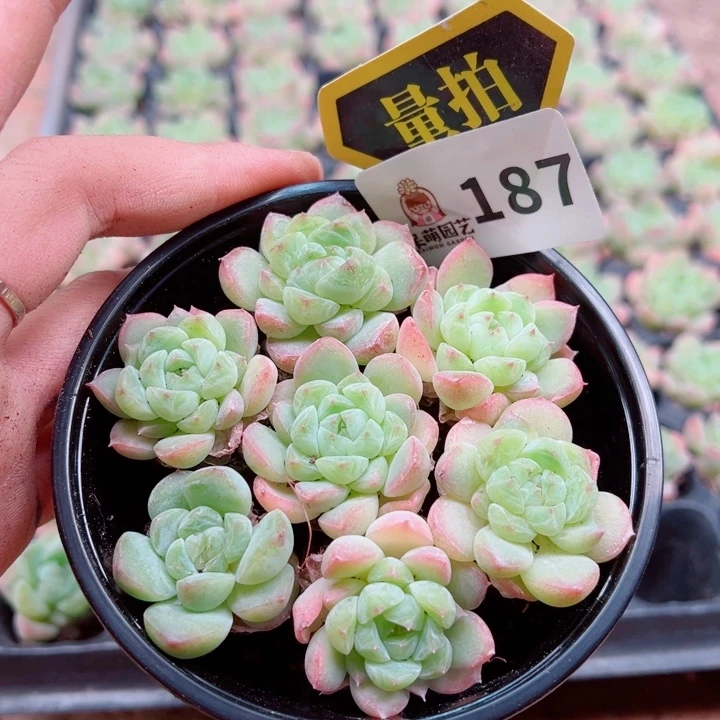 多肉植物多肉植物