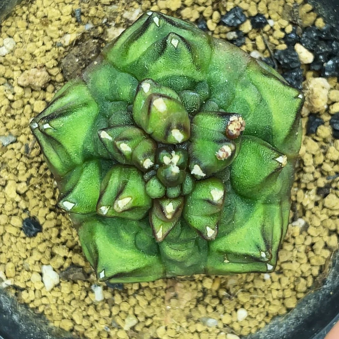 五棱大腹肌 一物一拍。