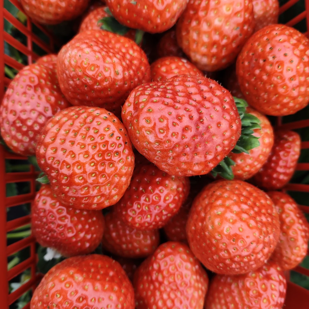 湖南省怀化市心怡草莓园，苹果牛奶草莓大果两斤一篮