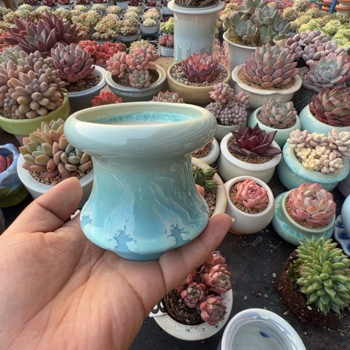 特价花盆满50发货 内口6.5