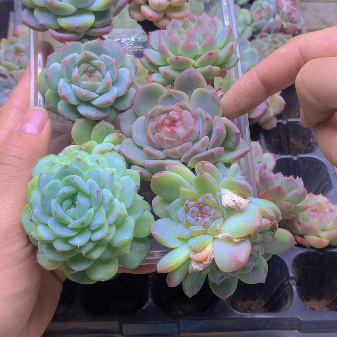我要去看你了啊我043