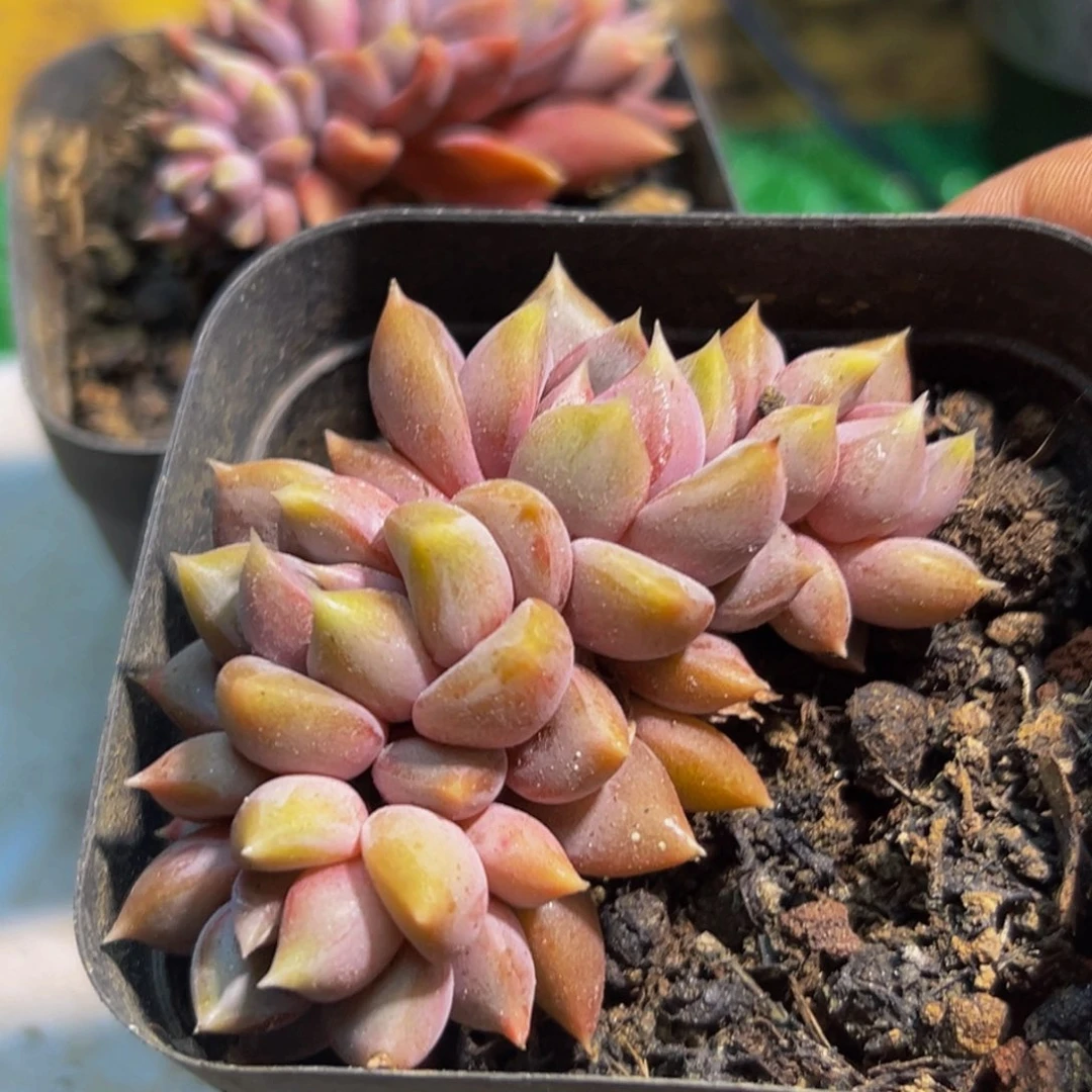 朵朵缀满花间和花瓣点缀在花