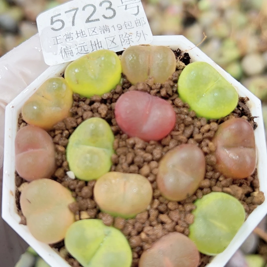 5723五年彩毛毛1.5cm左右脱土发