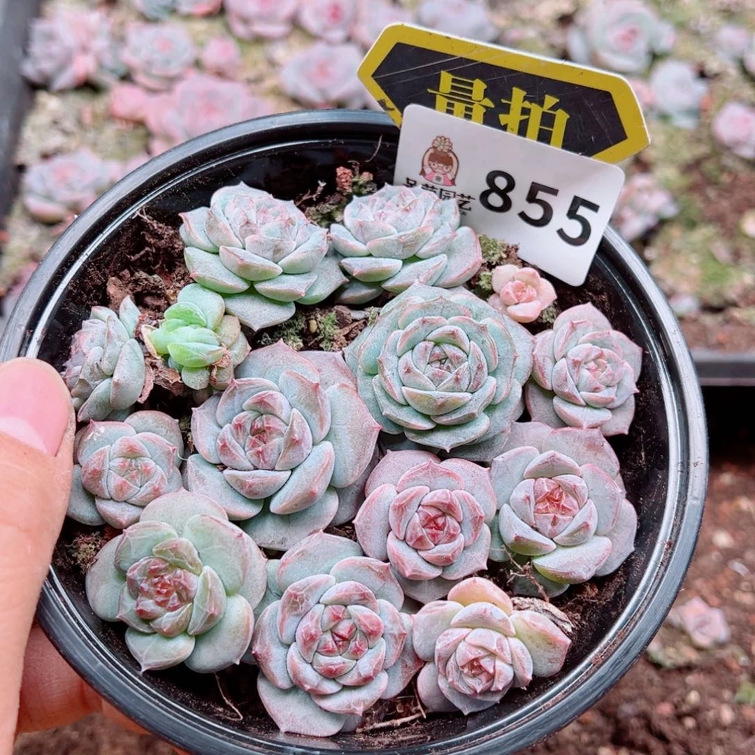 多肉植物多肉植物