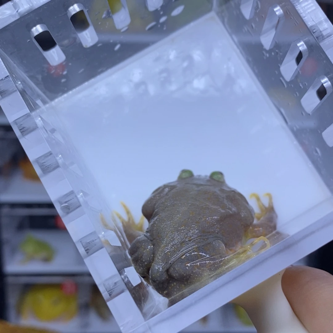 小丑蛙共一只小丑