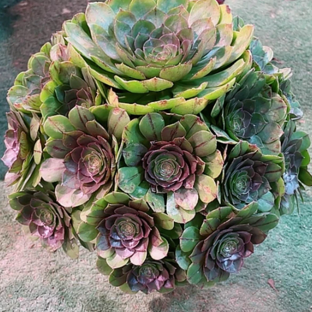 【闪购商品】法师好看也好呀