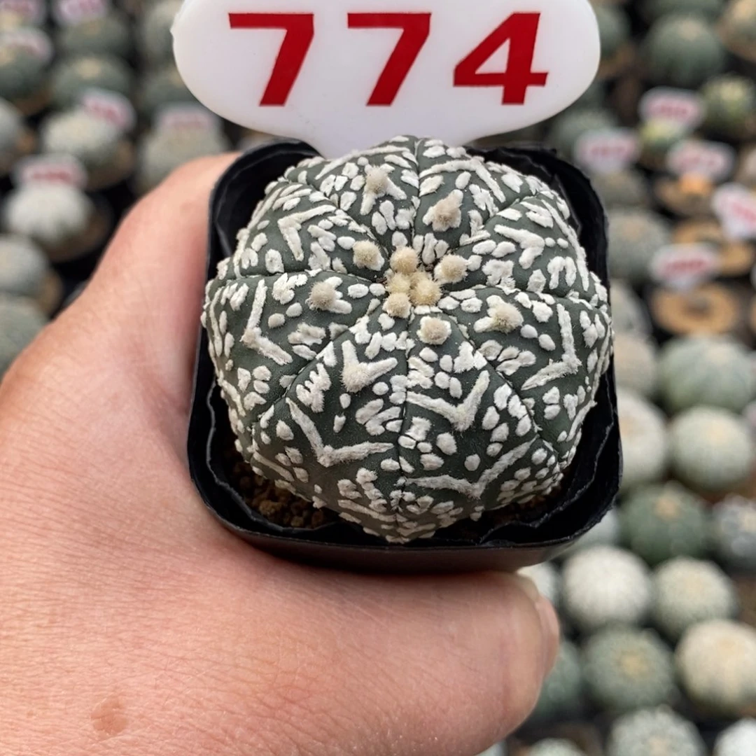 774浓白v兜福利哦