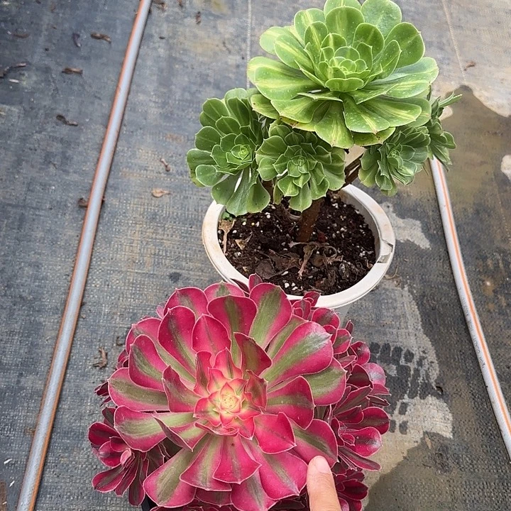 法师多肉植物两颗