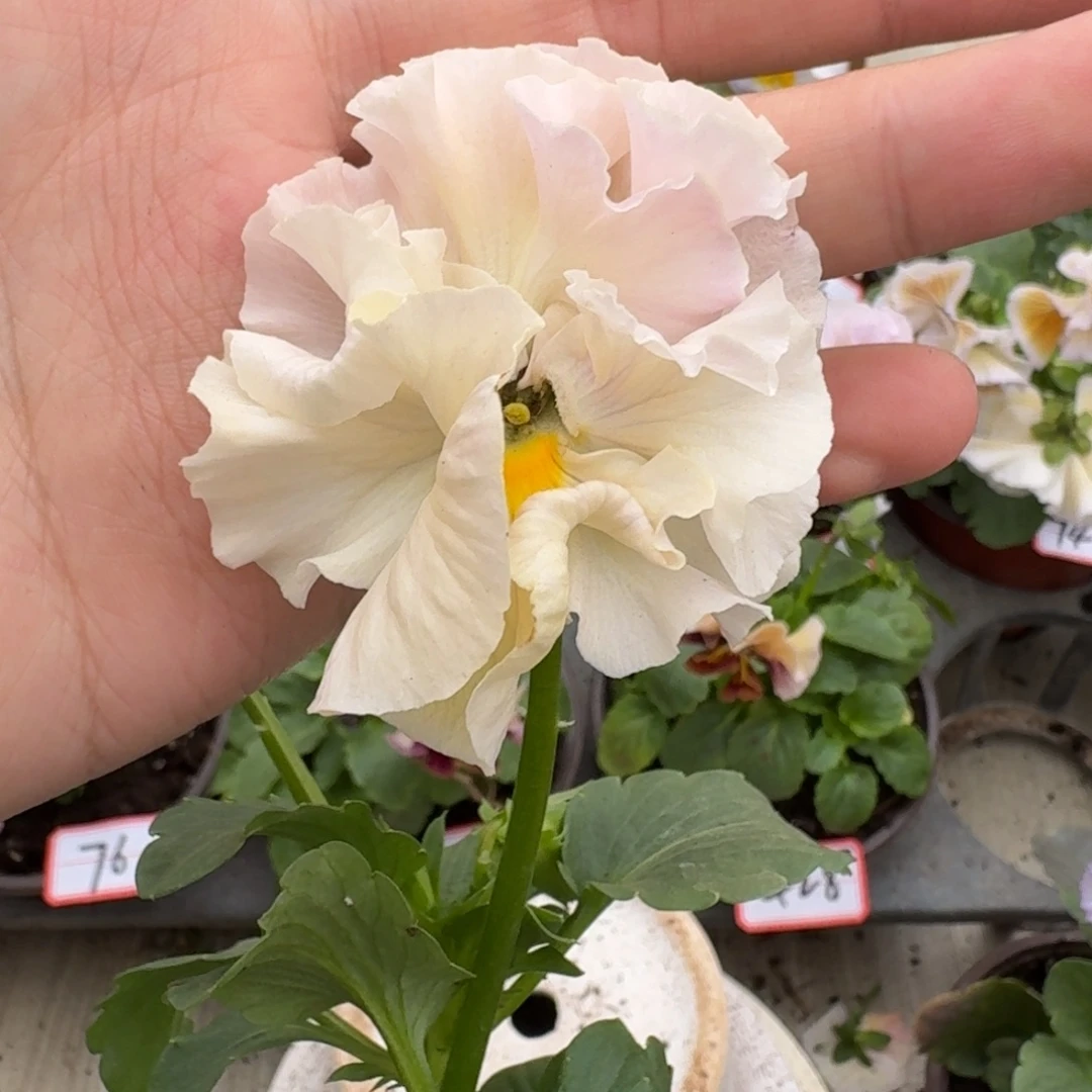 大部分花苞少量开放166