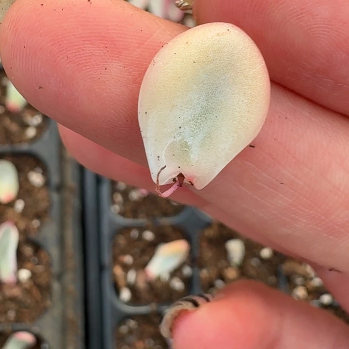 冰玉叶片一物一拍024