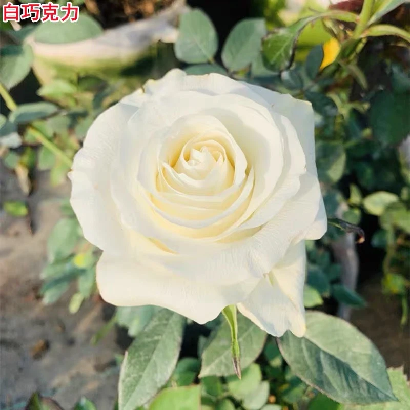 小院家裸根修剪发货 白巧克力 美国直立抗病耐热耐开切花灌木