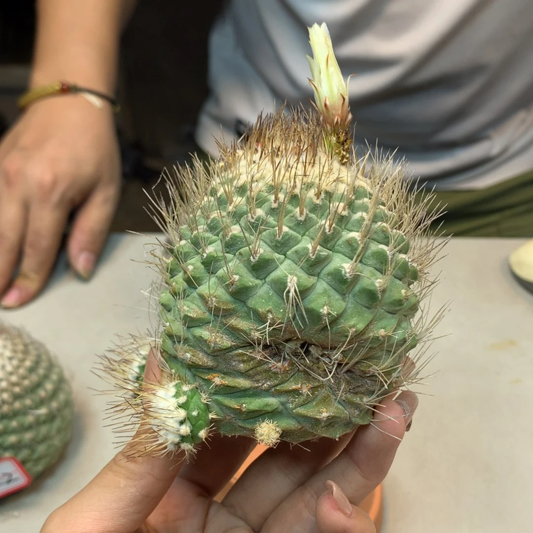 23号 苗接 菊水 有瑕疵6.5公分 无根