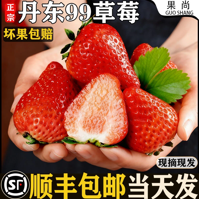 正宗丹东九九草莓顺丰发新鲜应季现摘水果甜奶油草莓现货甜蜜多汁