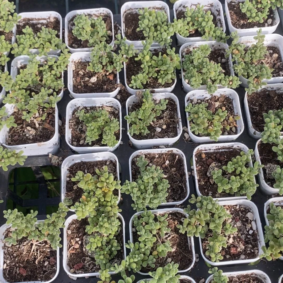 冰晶枝干到手一颗量拍多肉满20包邮满26送一颗精品多肉