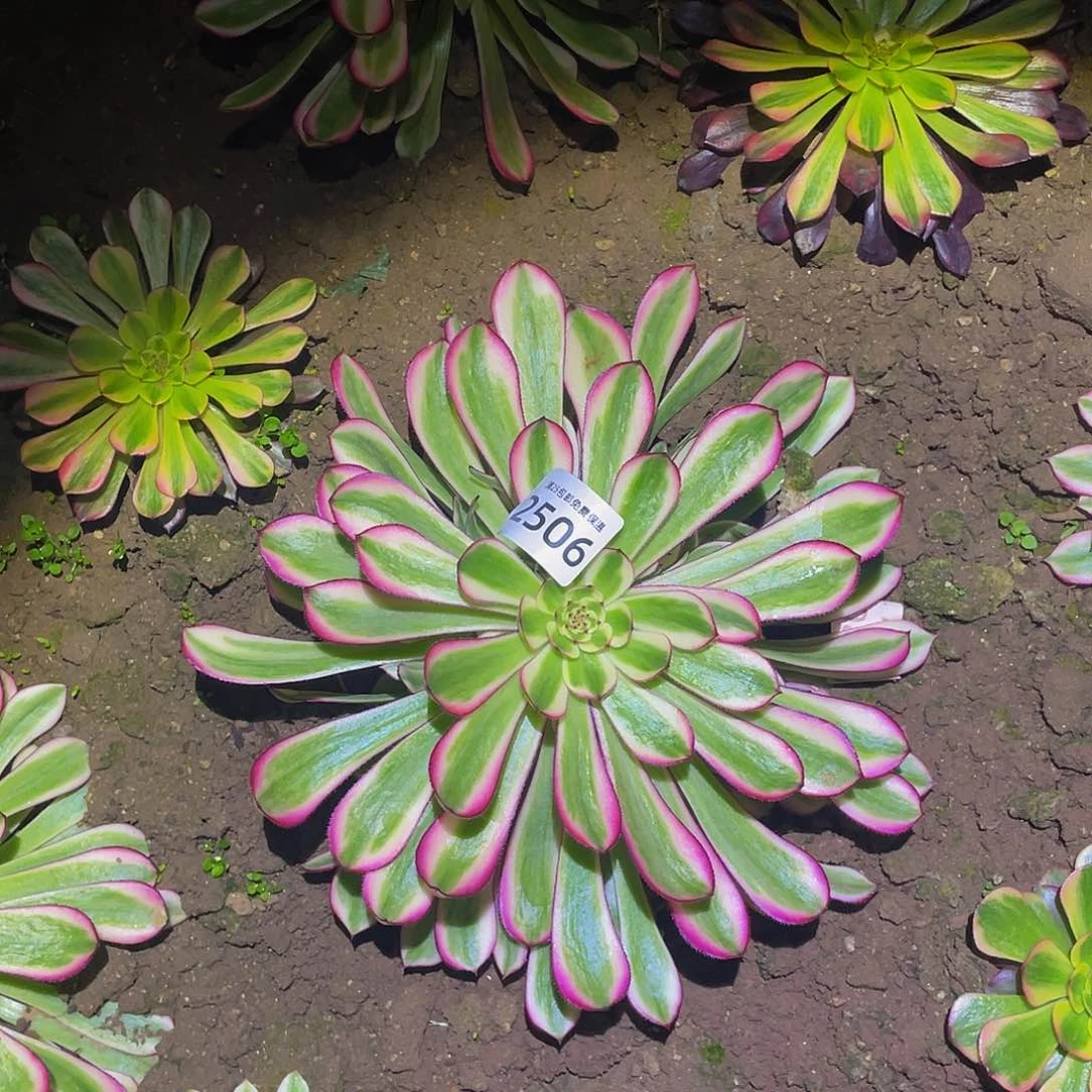 2506白月光多肉植物