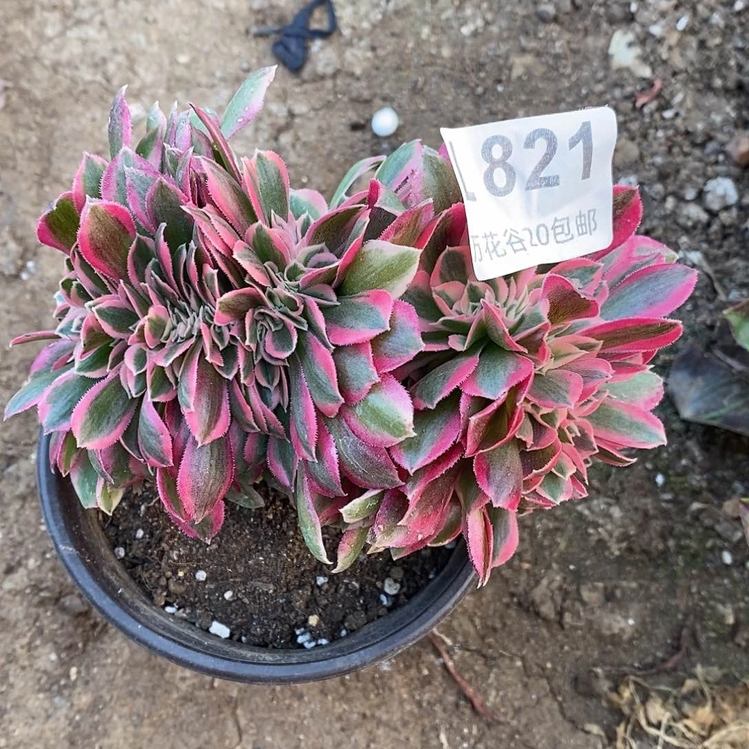821女巫缀多肉植物