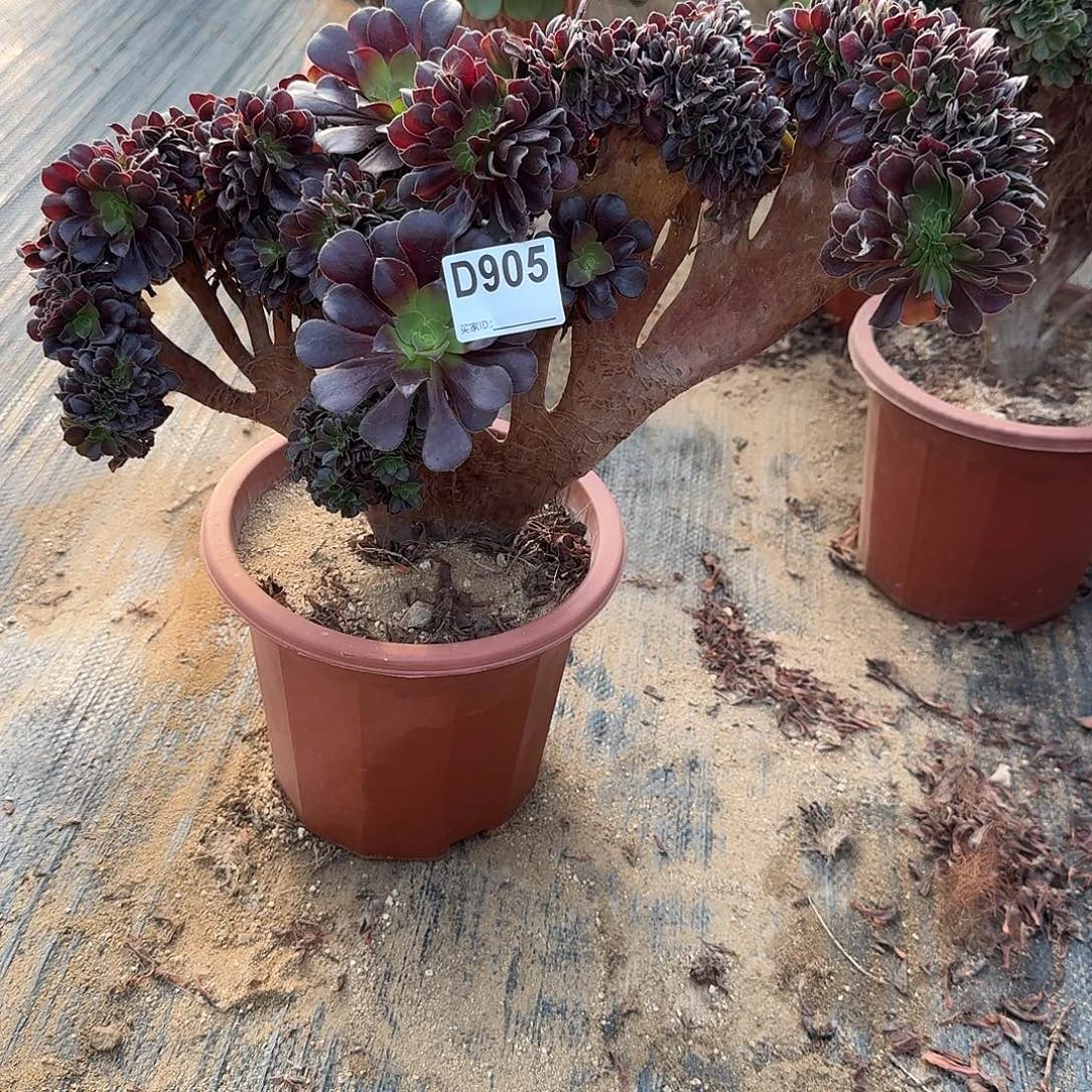 905欧紫一颗呀呀哇