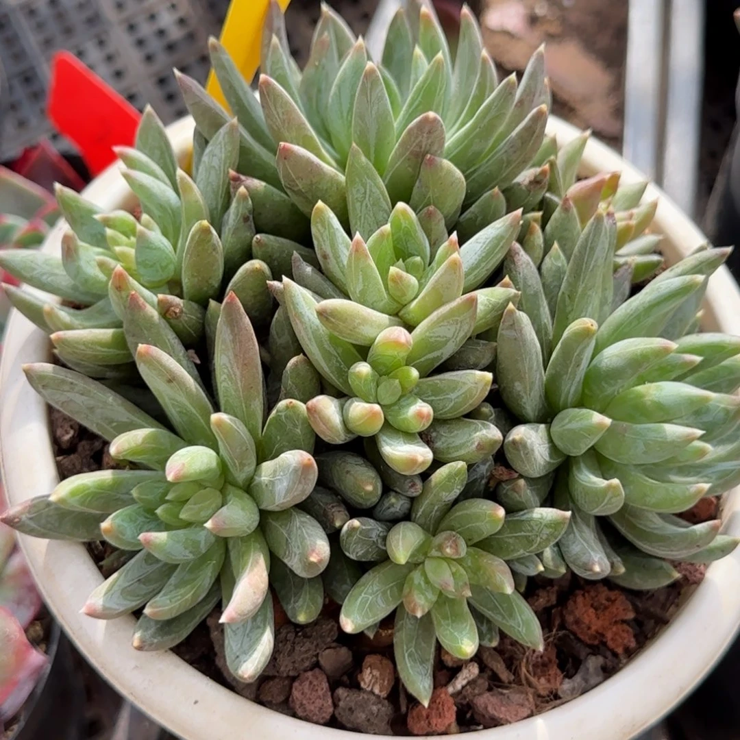 炫彩星414一物一拍包装收缩花旱