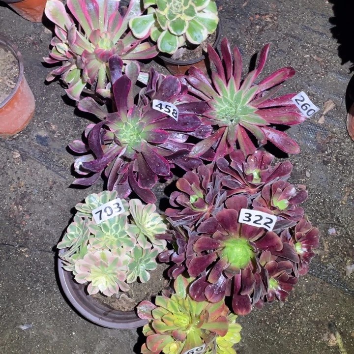 7颗小法师322号组合一起