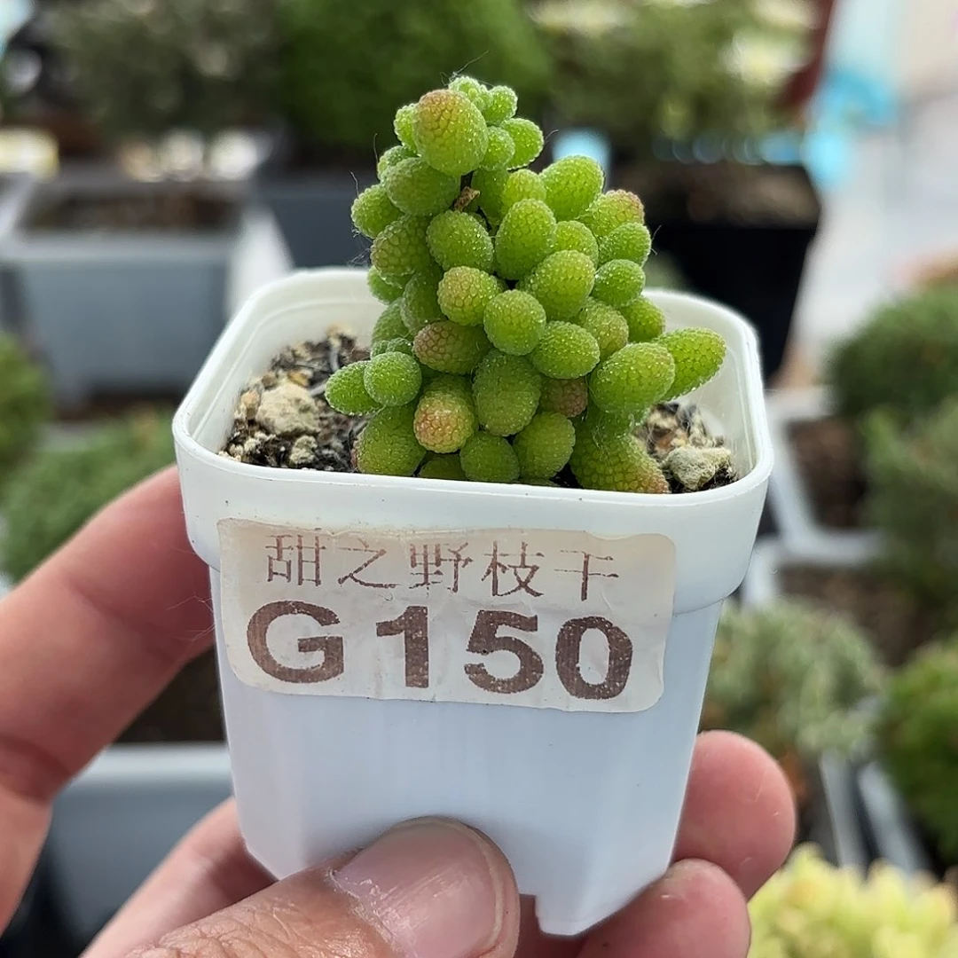 金橘糖球枝干番杏150