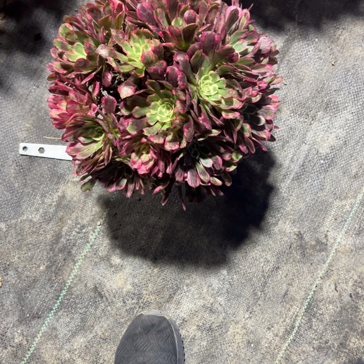霁月多肉植物花花