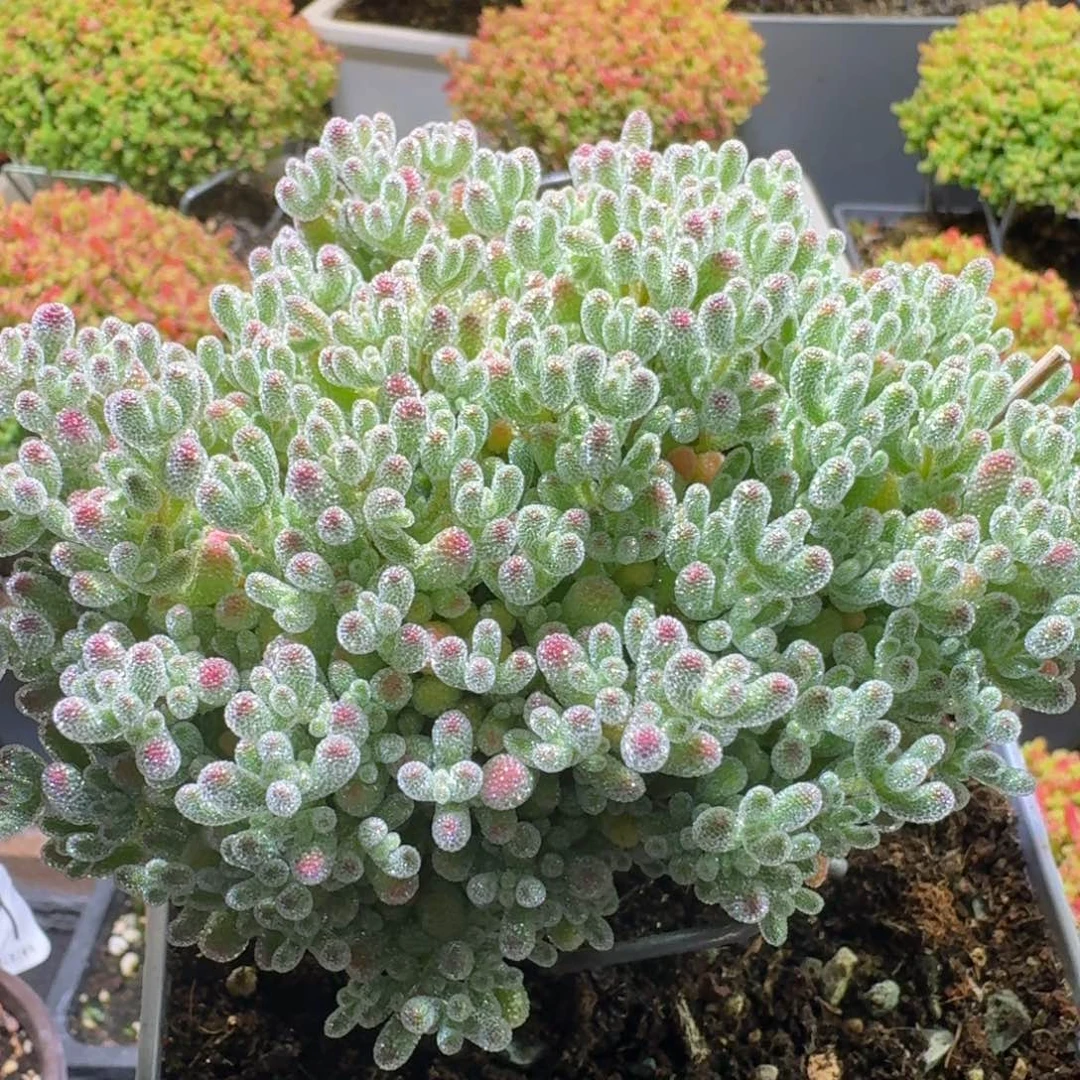 ゛****冰钻冰晶枝干番杏116