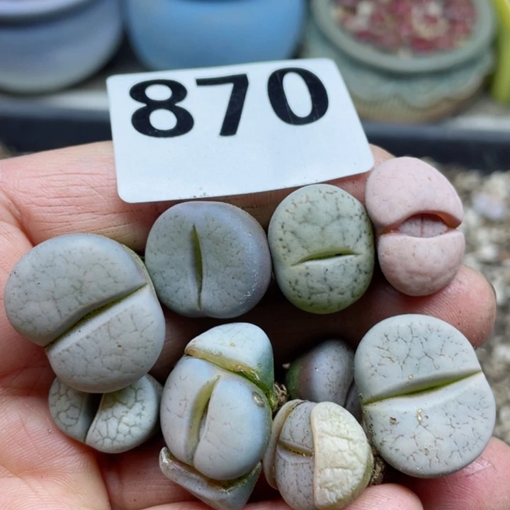 870母本彩曲玉10颗