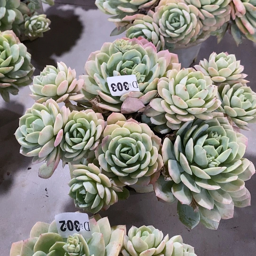 南***花303恋曲多肉植物