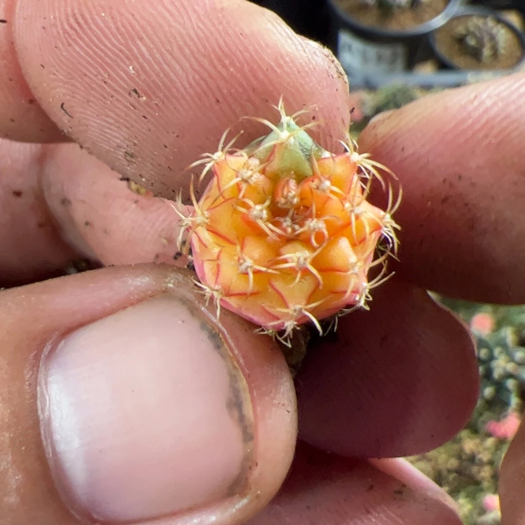 当前无花栽培后可以开花784