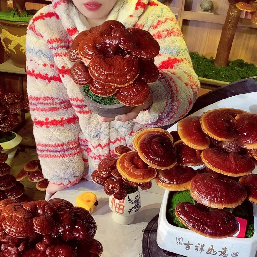 ****）无花朵发财树发财树发财树