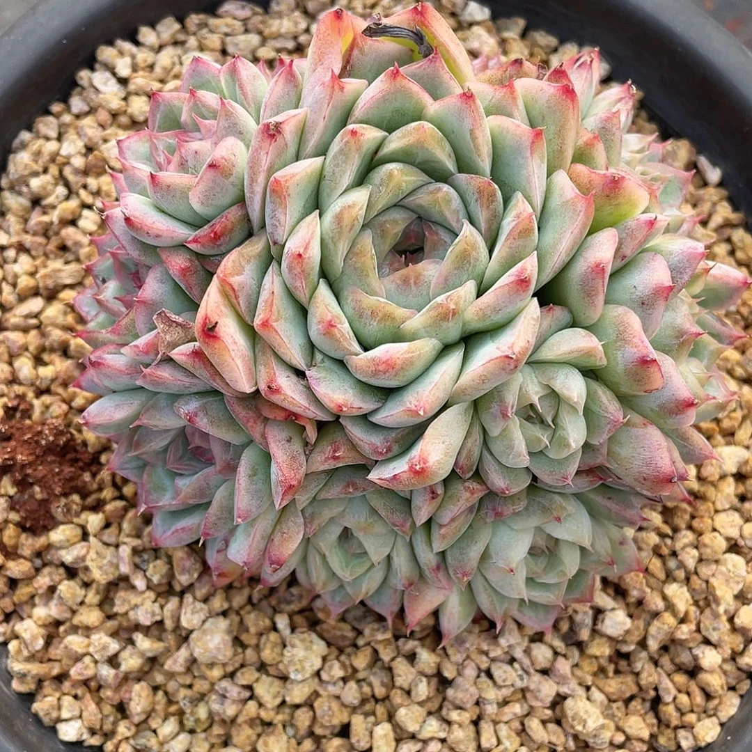 多肉植物一物一拍